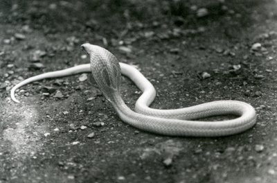 Albinos Indian SpectacledAsianBinocellate Cobra z podniesioną głową i rozłożonym kapturem, Londyńskie Zoo, wrzesień 1924 autorstwa Frederick William Bond