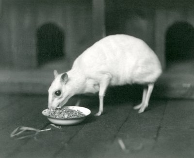 Albinos Jawajski Chevrotain Jawa-Jeleń jedzący z miski w londyńskim zoo w 1926 r. autorstwa Frederick William Bond