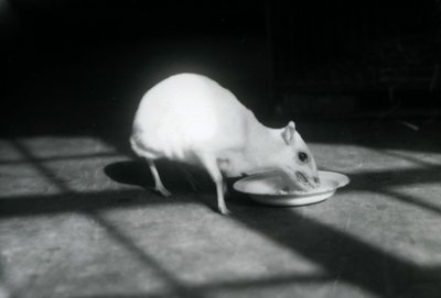 Chevrotain albinos jedzący z naczynia, londyńskie zoo, grudzień 1926 r. autorstwa Frederick William Bond