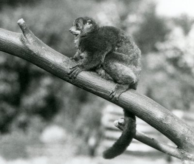 Zagrożony olbrzymi lemur myszy Coquerel / lemur karłowaty Coquerel / południowy olbrzymi lemur myszy, spoczywający na gałęzi w londyńskim zoo, październik 1929 (zdjęcie czarno-białe) autorstwa Frederick William Bond
