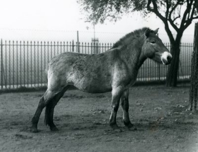 Zagrożony wyginięciem dziki koń Przewalskiego stojący na wybiegu w londyńskim zoo, październik 1927 r. autorstwa Frederick William Bond