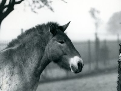 Zagrożony wyginięciem dziki koń Przewalskiego stojący na wybiegu w londyńskim zoo, październik 1927 r. autorstwa Frederick William Bond