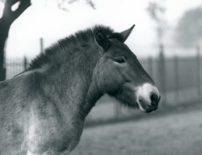 Zagrożony wyginięciem dziki koń Przewalskiego stojący na wybiegu w londyńskim zoo, październik 1927 r. autorstwa Frederick William Bond