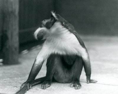 Zagrożona Małpa Roloway siedząca na ziemi, patrząca w górę, trzymająca ogon, Londyńskie Zoo, 1927 autorstwa Frederick William Bond