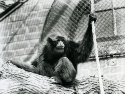 Zagrożony gibon Siamang siedzący na kłodzie, trzymający linę, londyńskie zoo, 1927 autorstwa Frederick William Bond