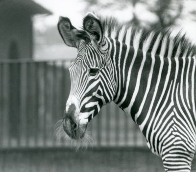 Samica/Jenny zagrożona Zebrą Grevy