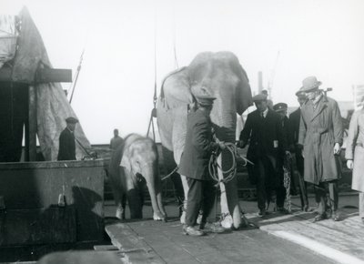 Słonie azjatyckie wysiadające z łodzi w drodze do londyńskiego zoo w 1927 r. autorstwa Frederick William Bond