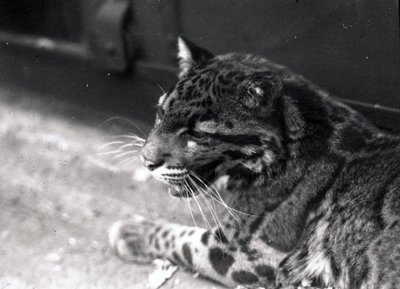 Pantera zachmurzona, 1922 autorstwa Frederick William Bond