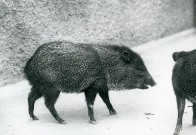 Pekariusze z kołnierzykiem w londyńskim zoo, 1927 autorstwa Frederick William Bond