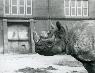 Eliza to samica czarnego nosorożca, londyńskie zoo autorstwa Frederick William Bond
