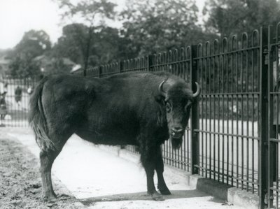 Żubr Georgina w kratach swojego wybiegu, londyńskie zoo, 12.08.1926 r. autorstwa Frederick William Bond