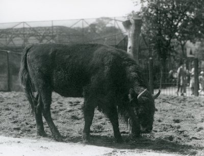 Żubr Julia jedzący trawę na swoim wybiegu, londyńskie zoo, 12 sierpnia 1926 autorstwa Frederick William Bond