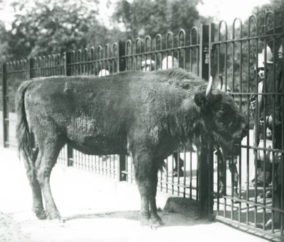Żubr „Julia” spotykający się z gośćmi w barach swojego wybiegu, londyńskie zoo autorstwa Frederick William Bond