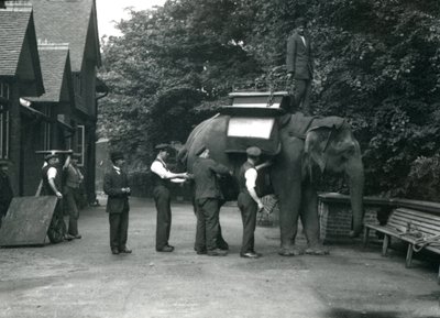 Samica słonia azjatyckiego „Indiarani” zakładana przez opiekunów w siodło po północnej stronie słoniarni. Londyńskie zoo, sierpień 1920 autorstwa Frederick William Bond
