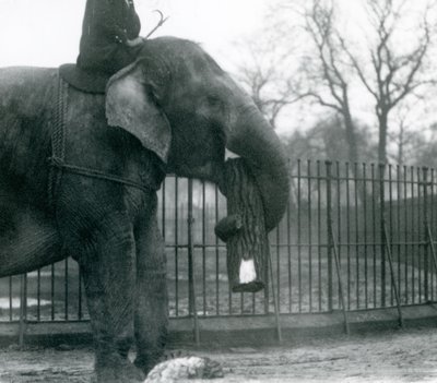 Samica słonia azjatyckiego, „Indiarani”, porusza drewno swoim pniem, podczas gdy jej opiekun siedzi na jej plecach, kierując ją, londyńskie zoo autorstwa Frederick William Bond