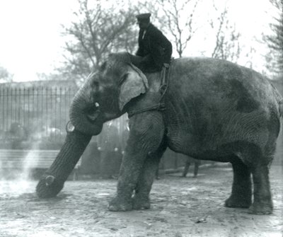 Samica słonia azjatyckiego, „Indiarani”, porusza drewno swoim pniem, podczas gdy jej opiekun siedzi na jej plecach, kierując ją, londyńskie zoo autorstwa Frederick William Bond