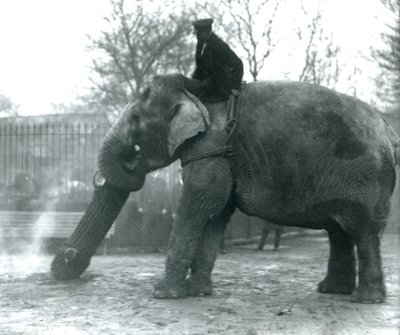 Samica słonia azjatyckiego, Indiarani, poruszająca drewnem z trąbą, podczas gdy jej opiekun siedzi na jej plecach, kierując ją, londyńskie zoo, 1925 autorstwa Frederick William Bond