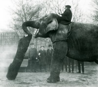 Samica słonia azjatyckiego, Indiarani, poruszająca drewnem z trąbą, podczas gdy jej opiekun siedzi na jej plecach, kierując ją, londyńskie zoo, 1925 autorstwa Frederick William Bond