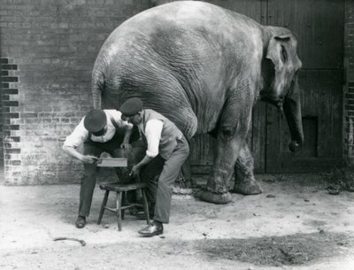 Samica słonia azjatyckiego Sundermalah, której opiekunowie przycinali stopy w londyńskim zoo, sierpień 1926 r. autorstwa Frederick William Bond