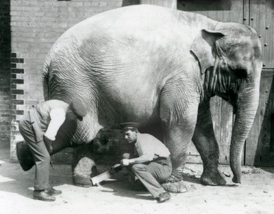Samica słonia azjatyckiego Sundermalah, której opiekunowie przycinali stopy w londyńskim zoo, sierpień 1926 r. autorstwa Frederick William Bond