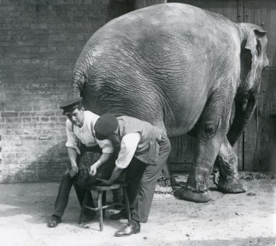 Samica słonia azjatyckiego z przyciętymi nogami przez opiekunów w londyńskim zoo, sierpień 1926 r. autorstwa Frederick William Bond