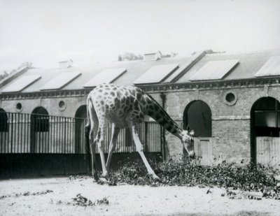 Samica żyrafy „Maud”, sięgająca po liście na padoku przed Giraffe House, londyńskie zoo, lipiec 1927 (zdjęcie czarno-białe) autorstwa Frederick William Bond
