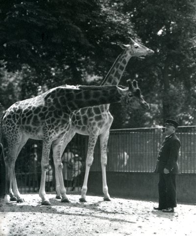 Samica żyraf Maud i Maggie, z opiekunem Ernie Professor Bowman, London Zoo, lipiec 1924 autorstwa Frederick William Bond
