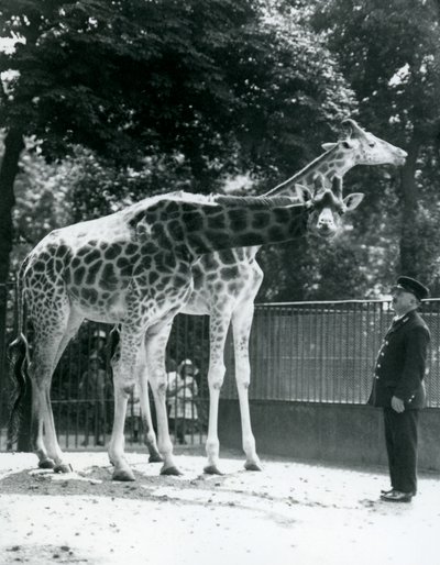 Samica żyraf Maud i Maggie, z opiekunem Ernie Professor Bowman, London Zoo, lipiec 1924 autorstwa Frederick William Bond
