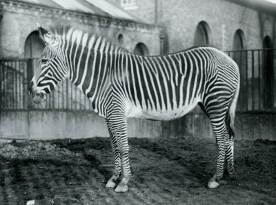 Samica zebry szarawej lub zebry cesarskiej, Jennie stojąca na wybiegu w londyńskim zoo, 1927 r. autorstwa Frederick William Bond
