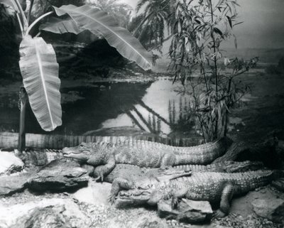 Cztery aligatory w panoramie z bananowcem w londyńskim zoo w 1929 roku (zdjęcie czarno-białe) autorstwa Frederick William Bond