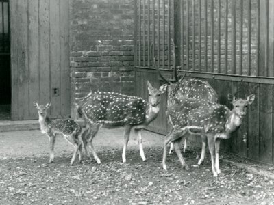 Cztery jelenie Axis, w tym jeleń z porożem i młody, w londyńskim zoo w 1926 r. (zdjęcie czarno-białe) autorstwa Frederick William Bond