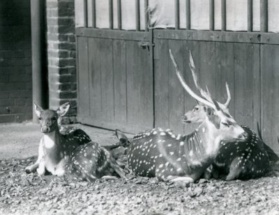 Czteroosiowy jeleń, w tym jeleń z porożem, w londyńskim zoo w 1924 r autorstwa Frederick William Bond