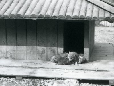 Cztery szczenięta Coyote odpoczywają w wejściu do swojej nory/drewnianej hodowli w londyńskim zoo autorstwa Frederick William Bond