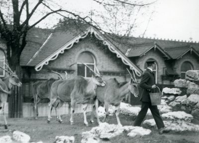 Czterech Elandów podąża za swoim opiekunem, w czasie karmienia, na padoku przed Domem Antylopy, londyńskie zoo, czerwiec 1925 autorstwa Frederick William Bond