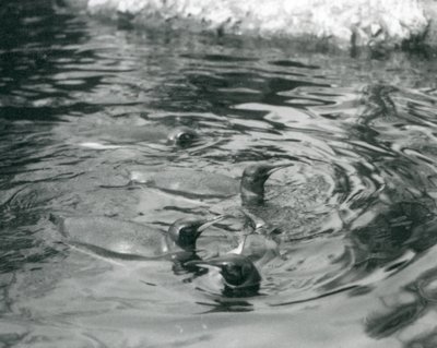 Cztery pingwiny królewskie pływające w basenie w londyńskim zoo, czerwiec 1927 r. autorstwa Frederick William Bond