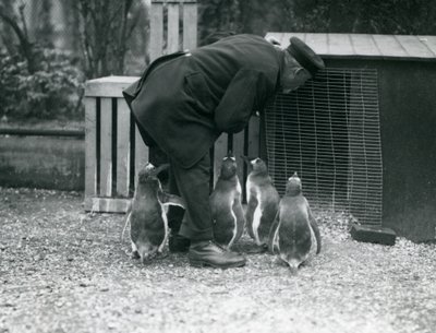 Gentoo Penguins z opiekunem Albertem Whitem, londyńskie zoo, ok. 1914 autorstwa Frederick William Bond