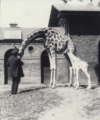 Żyrafa z 3-dniowym dzieckiem i opiekunem w londyńskim zoo, 1914 autorstwa Frederick William Bond