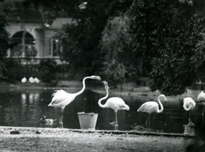 Większe flamingi na swoim jeziorze w londyńskim zoo w 1924 r. autorstwa Frederick William Bond