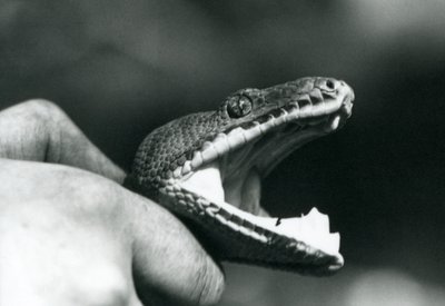 Głowa boa z drzewa szmaragdowego, z otwartymi ustami, trzymana za szyję przez opiekuna, londyńskie zoo autorstwa Frederick William Bond