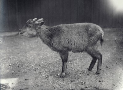 Himalayan Goral w londyńskim zoo, 1914. autorstwa Frederick William Bond