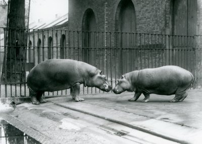 Hipopotamy Bobbie i Joan zostają przedstawione w londyńskim zoo, 1923 (fot. bw) autorstwa Frederick William Bond