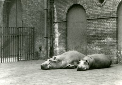 Hipopotamy Bobbie i Joan w londyńskim zoo, lipiec 1923 (fot. bw) autorstwa Frederick William Bond