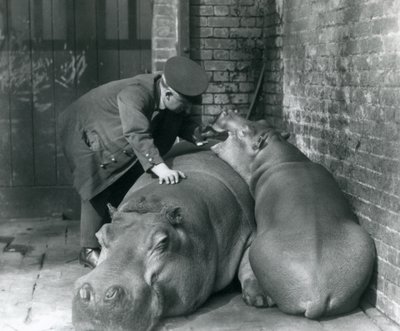 Hipopotamy Joan i Jimmy w londyńskim zoo w 1927 r. autorstwa Frederick William Bond