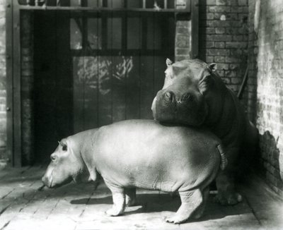 Hipopotamy Joan i Jimmy w londyńskim zoo w 1927 r. autorstwa Frederick William Bond