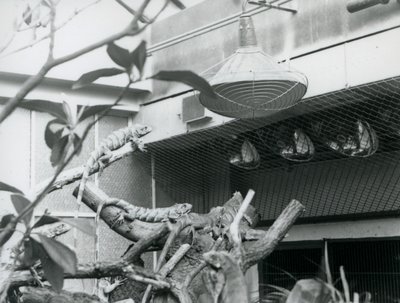 Legwany wygrzewające się na gałęziach, cieszące się sztucznym światłem słonecznym na swoim wybiegu, londyńskie zoo, sierpień 1928 (zdjęcie czarno-białe) autorstwa Frederick William Bond