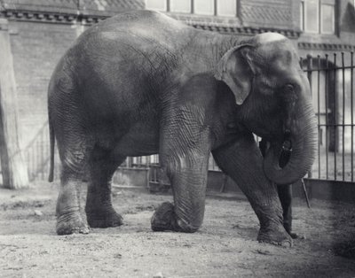 Słoń indyjski, Assam Lukhi, klęczący z opiekunem w londyńskim zoo, kwiecień 1914 autorstwa Frederick William Bond