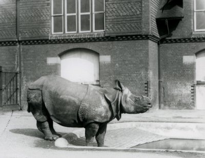 Nosorożec indyjski Felix stojący na skraju swojego basenu w londyńskim zoo w 1927 r. autorstwa Frederick William Bond