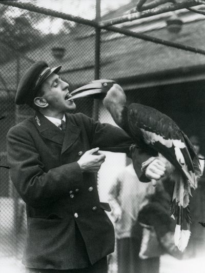 Opiekun,T. Raggett karmiący dzioborożca indyjskiego owocem trzymanym w pysku. Londyńskie Zoo 1924 autorstwa Frederick William Bond