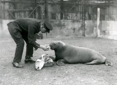 Opiekun, Arthur Chandler, karmiący rybami młodego morsa, londyńskie zoo, 1924 autorstwa Frederick William Bond