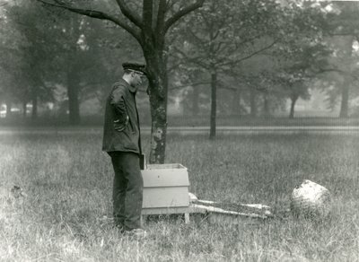 Keeper Brown poruszający rój pszczół miodnych, londyńskie zoo, lipiec 1926 autorstwa Frederick William Bond